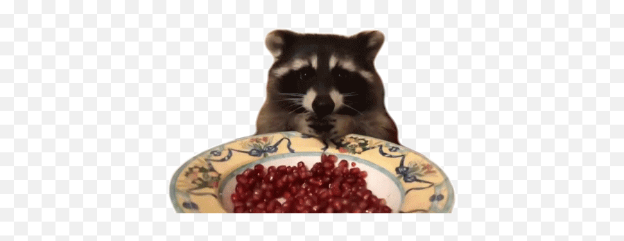 Raccoon Eating Gif - Raccoon Eating Hungry Discover U0026 Share Gifs Raccoon Eating Gif Transparent Png,Racoon Icon