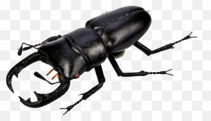 Download Free Polyphaga Beetle Png Hd Icon - Insect Png