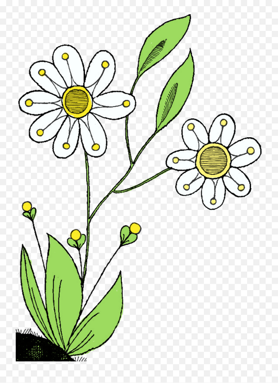 Birthday Flowers Clipart - Wildflower Clip Art Birthday Clip Art Png,Wildflower Png