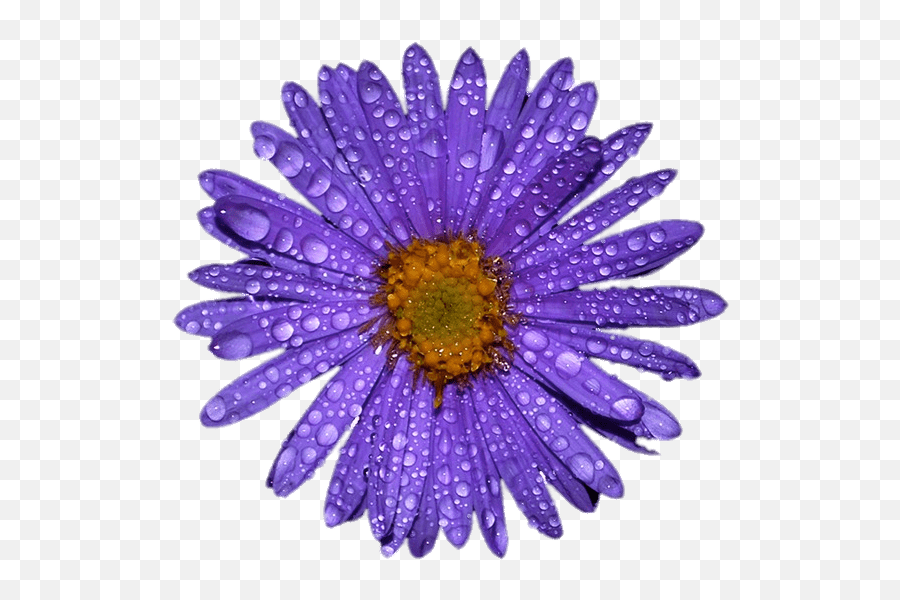 Purple Aster With Water Droplets - Portable Network Graphics,Water Drops Transparent