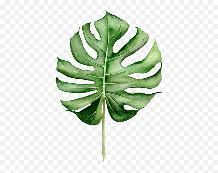 Tropical Leaves J A N E G H Png Leaf