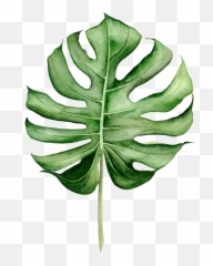 Tropical Leaves J A N E G H Png
