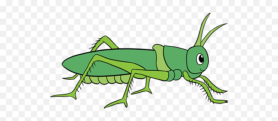 How To Draw Grasshopper - Easy Way To Draw Grasshopper Grasshopper Clipart Png,Grasshopper Png