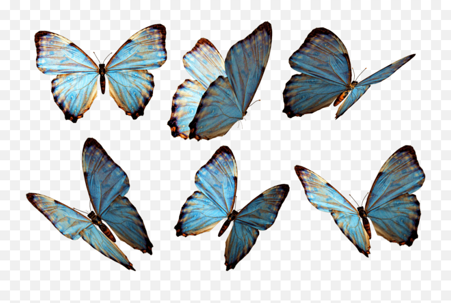 Butterfly - Butterflies Png,Butterfly Png Clipart