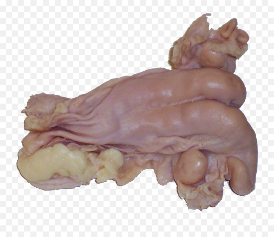 Sheep Uterus - Plain Biologyproductscom Sculpture Png,Uterus Png