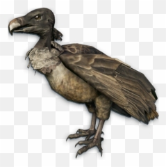 Vulture Png 3 Image - Vulture Png,Vulture Png