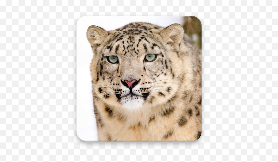 Snow Leopard Wallpapers - Pantera Rosa En Rusia Png,Snow Leopard Png