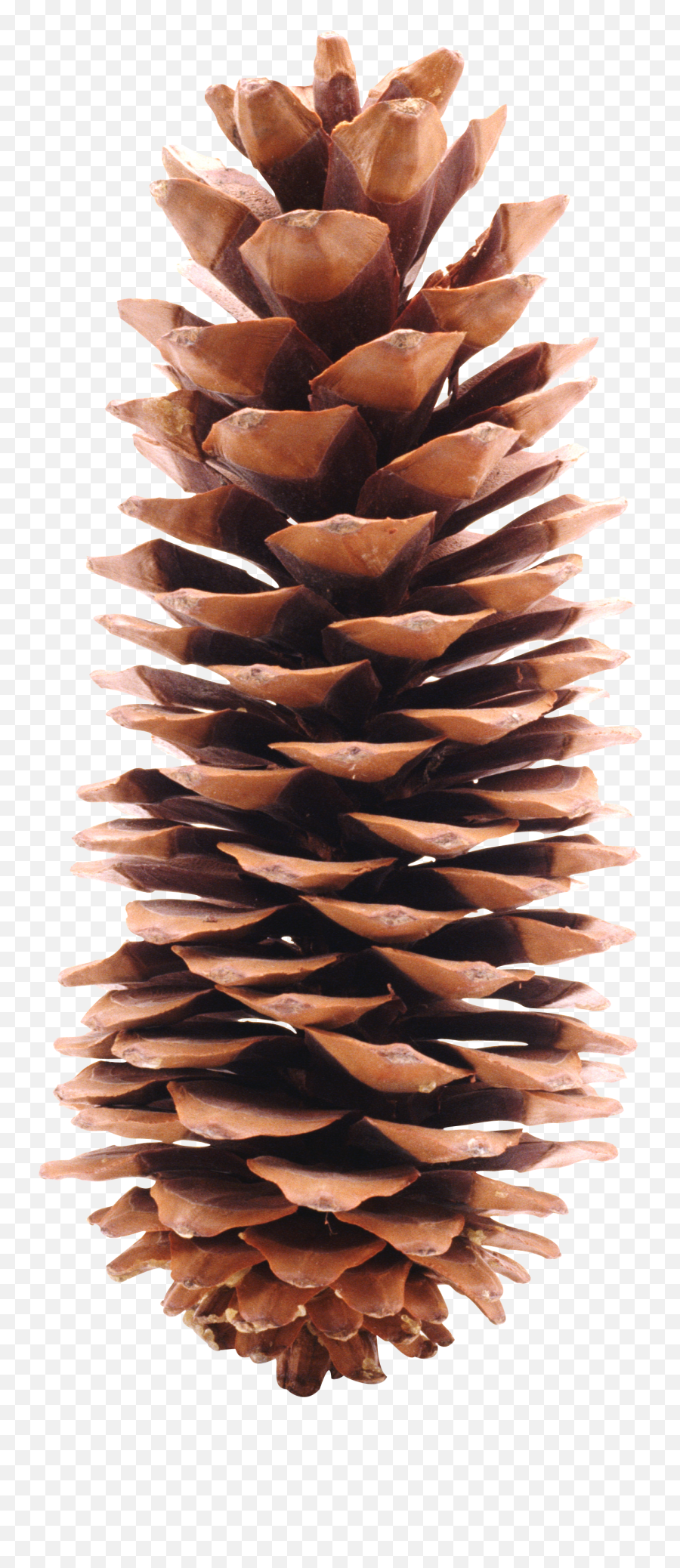 Pine Cone Png Image For Free Download - Pine Cone Png,Pine Cone Png