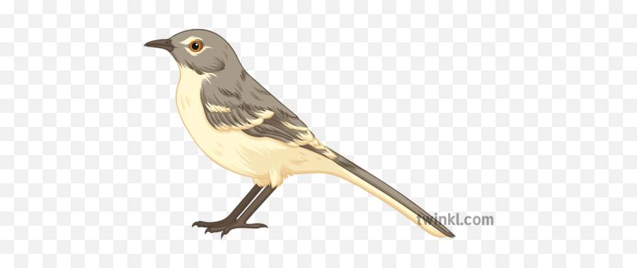 Mockingbird Illustration - Northern Mockingbird Png,Mockingbird Png