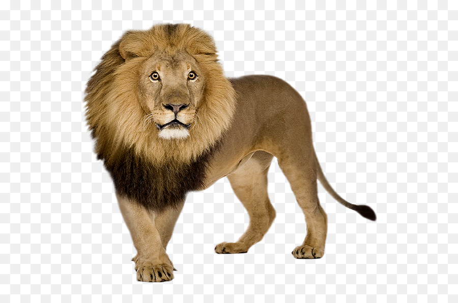 Lion Png Images Free Download Lions - Lion Png,Lion Face Png