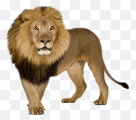Lion Png Images Free Download Lions - Png