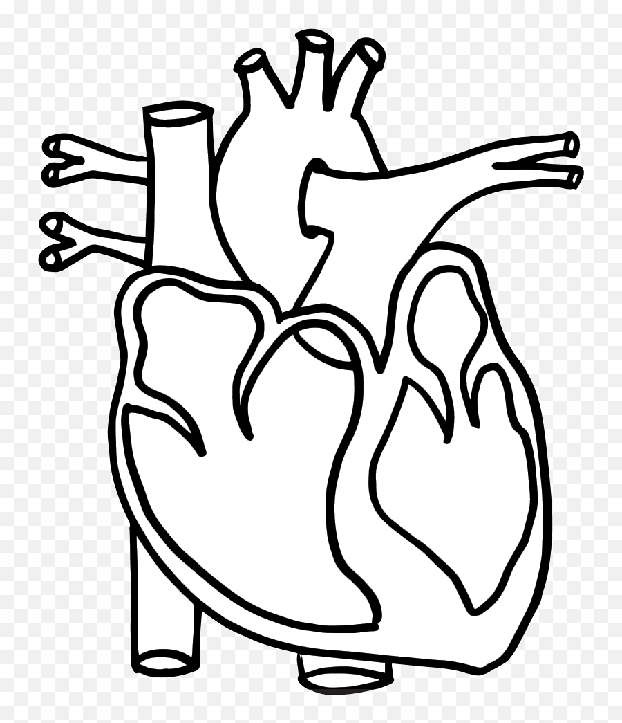 Real Heart Human Clipart Clipartbarn - Wikiclipart Circulatory System Aqa Png,Human Heart Png