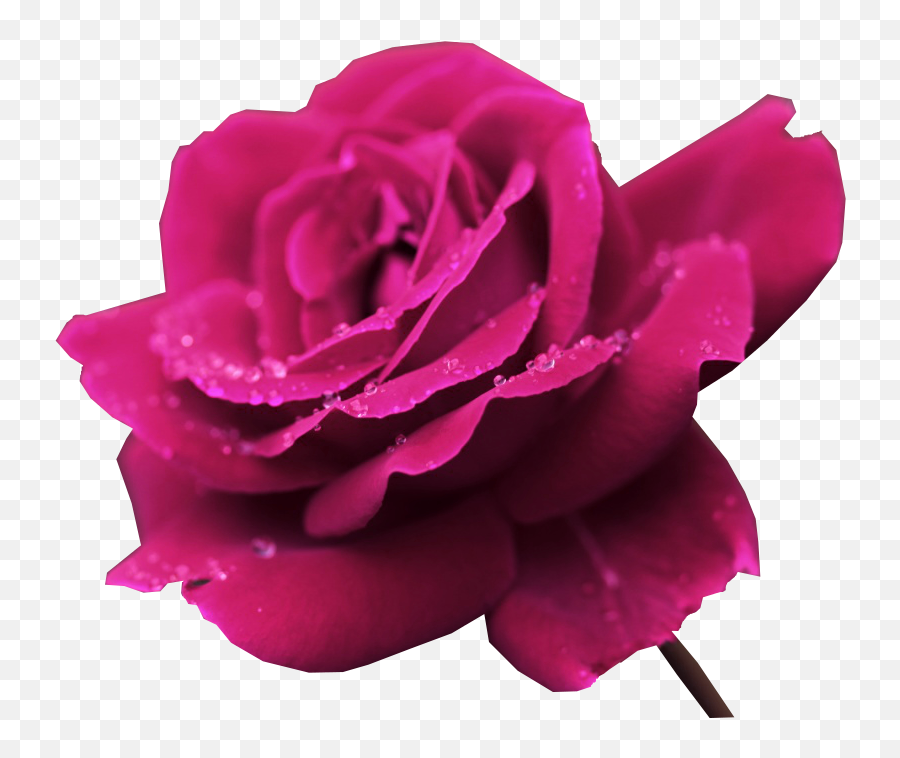 Png V - 1080p Roses,Rosas Png