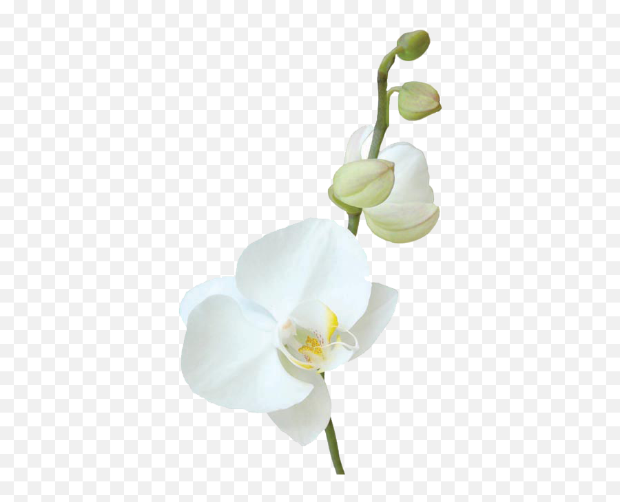 Vavasseur Fleur - Caring For Your Flowers Moth Orchid Png,Tropical Flower Png