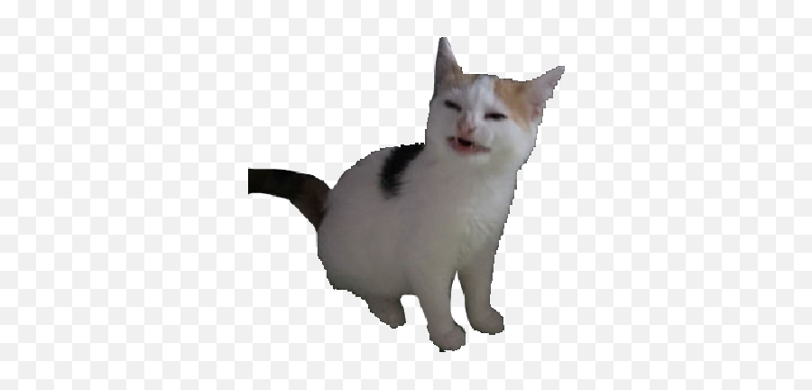 Nolikecat - Discord Emoji Cat Meme Png Transparent,Cat Emoji Png