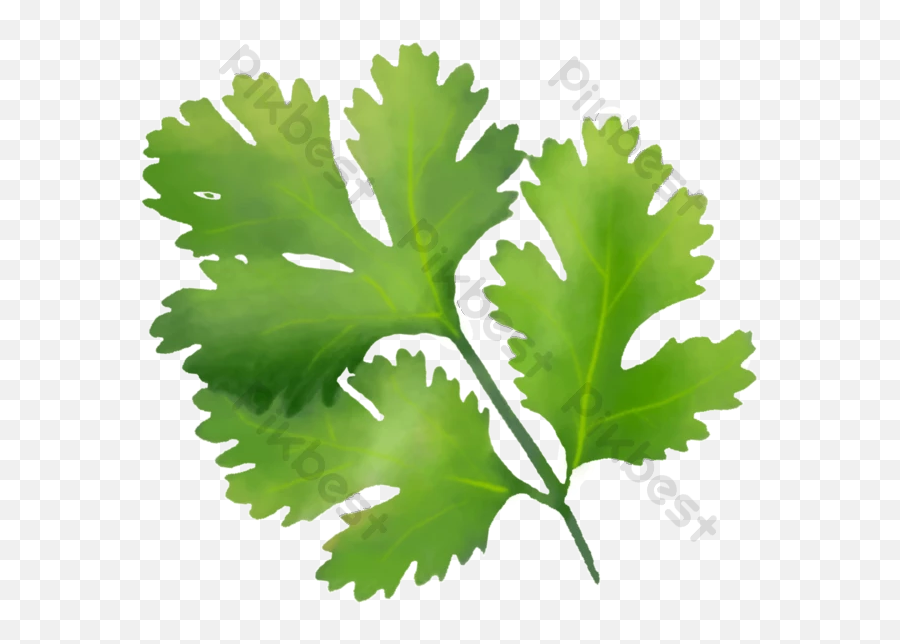 Fresh Coriander Leaves Png Element Images - Cilantro,Banana Leaves Png