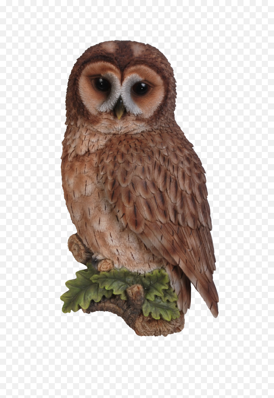 Vivid Arts Tawny Owl Plaque - Owls Png,Plaque Png