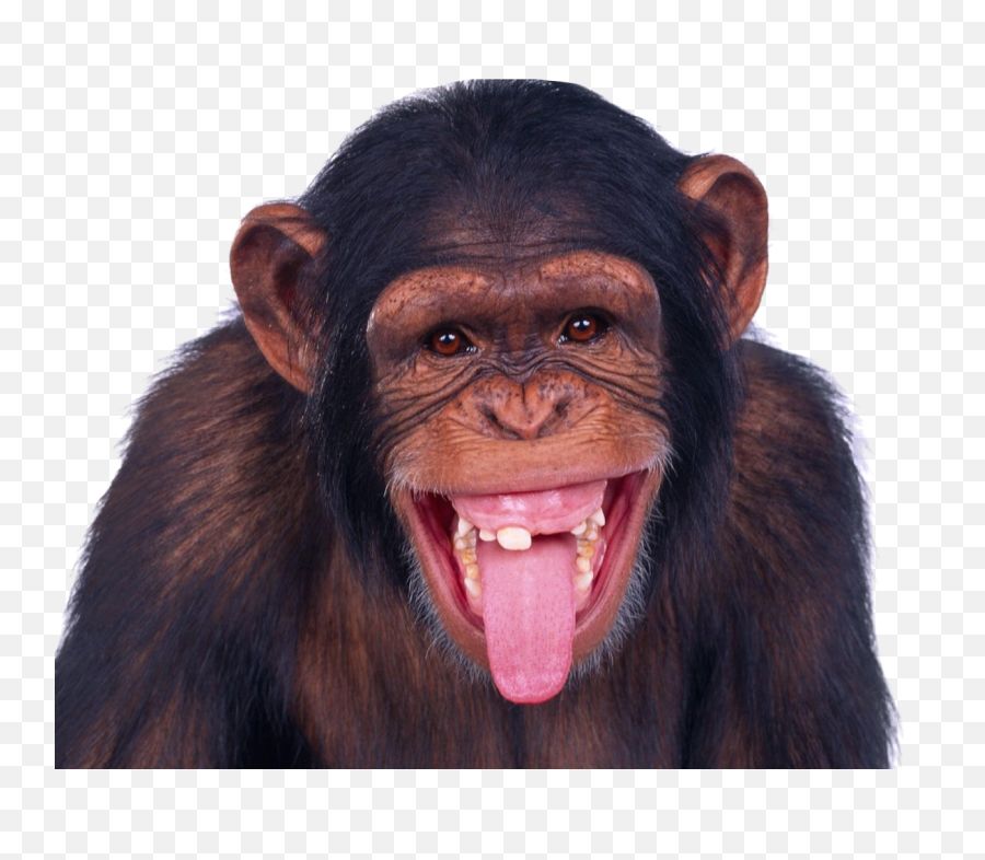 Monkey Transparent Background Png - Funny Monkey Png,Monkey Transparent Background