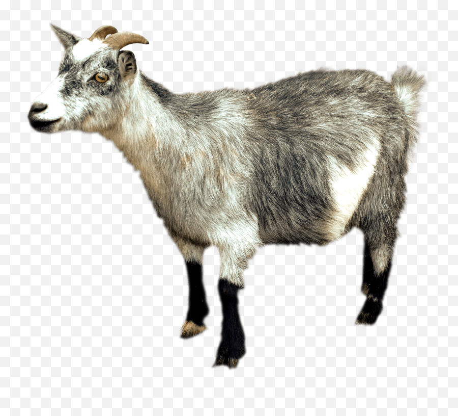 Goats Png 2 Image - Png Transparent Background Goat Transparent Free,Goats Png