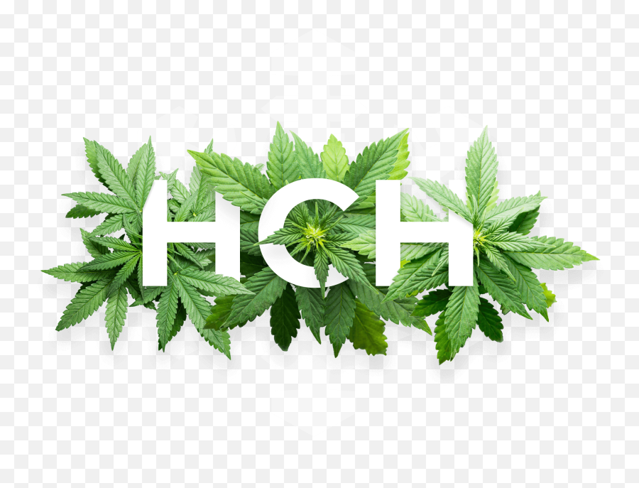 Visit Our Marijuana Dispensary Today And Pick Your Own Bud - Flower Hemp Seed Oil Label Design Png,Marijuana Leaf Transparent