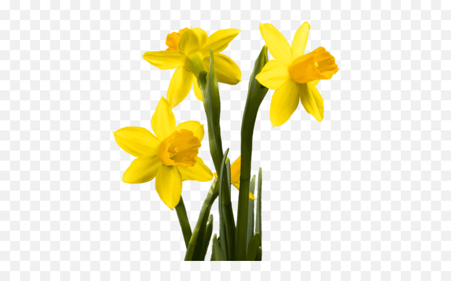 Home - Brightside Foundation Wild Daffodil Png,Daffodil Icon