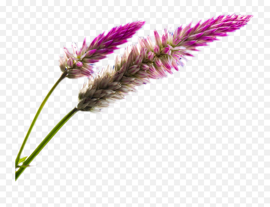 Png Free Pink Nature - Field Flower Png,Nature Png