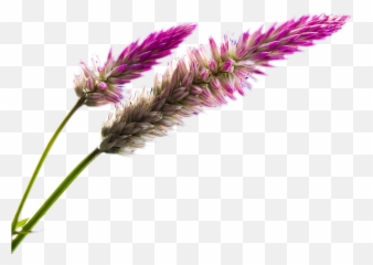 Png Free Pink Nature - Field Flower