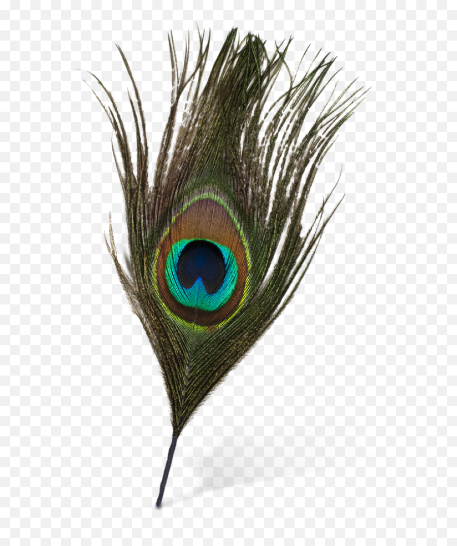 Original Peacock Feather Png - Transparent Background Transparent Background Peacock Feather Png,Feather Transparent Background
