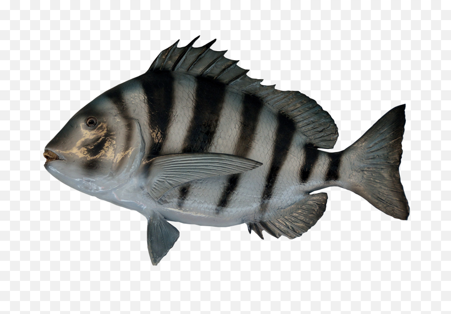 Red Fish Png Picture 623372 Image - Fish In Homosassa River,Fish Png Transparent