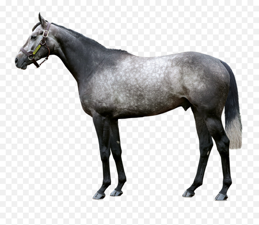 Tweenhills Stallion Roaring Lion - Horse Png,Roaring Lion Png