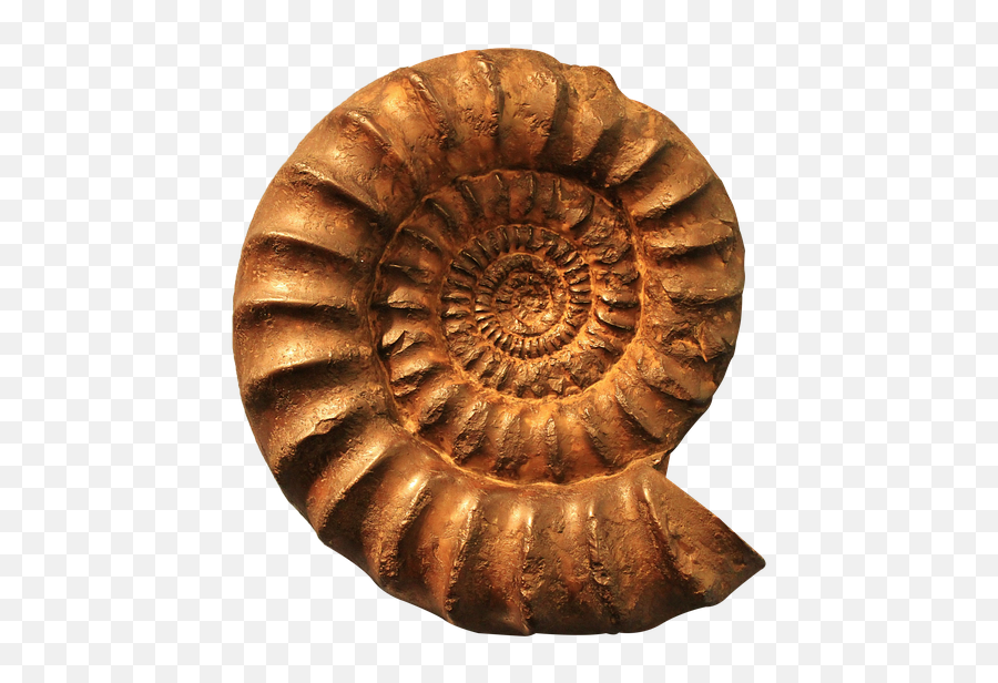 Fossil Png 2 Image - Ammonite Fossil Png,Fossil Png