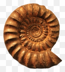 Unidentified Small Fossil - Osrs Wiki Osrs Fossil Cleaning Station Png, Fossil Png - free transparent png images 