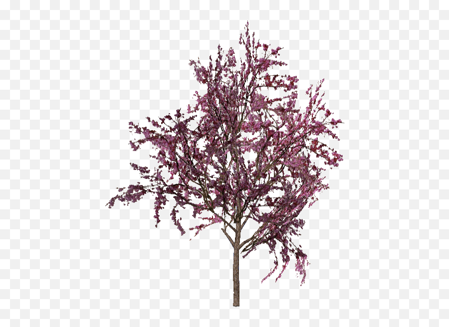 And Aza - Red Bud Tree Png,Azalea Png