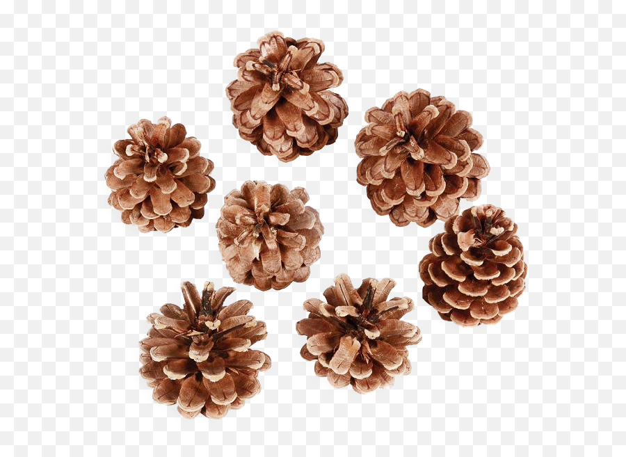 Pine Cone Png Transparent Image - Artificial Flower,Pine Cone Png