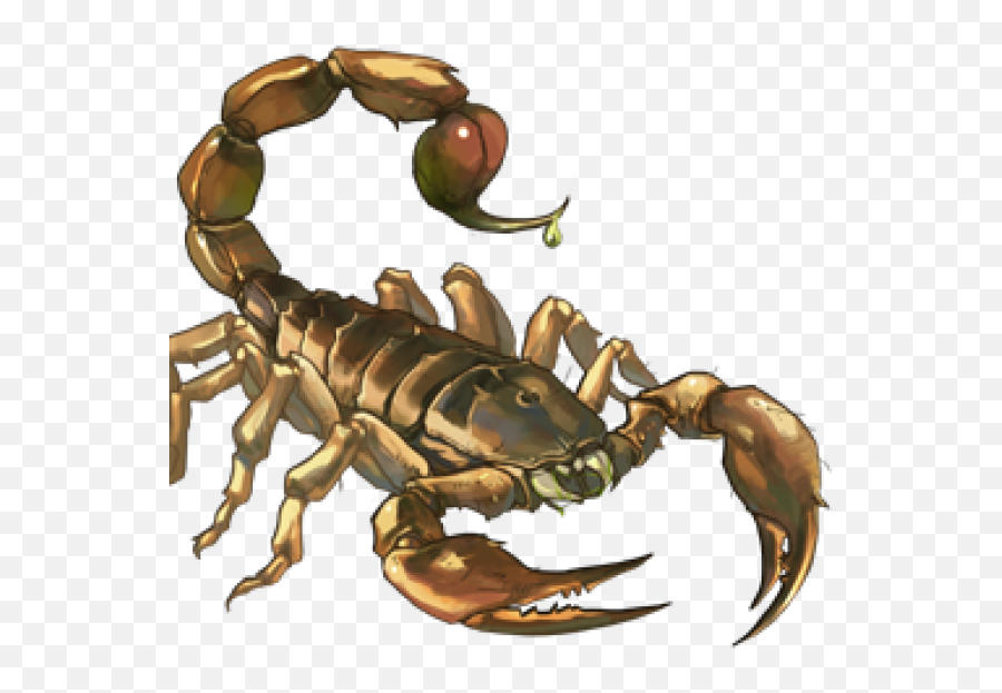 Scorpion Png Free Download 12 Images - Scorpions,Scorpion Png