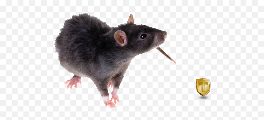Download Black Rat Png Image - Black Rat Young Black Rat,Rat Png