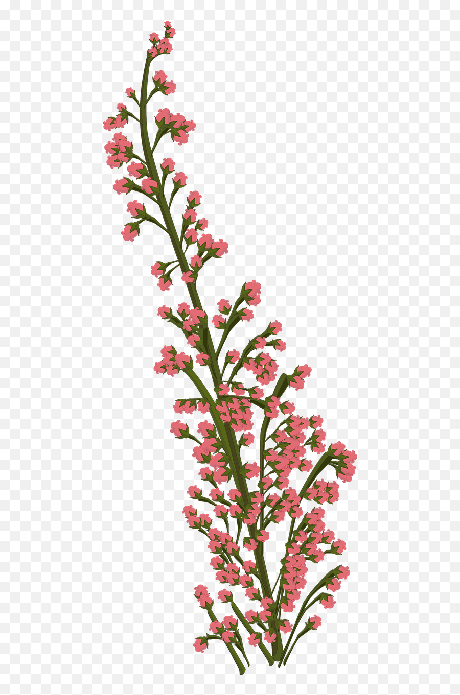 Flower Pink Plant - Free Image On Pixabay Floral Cc0 Png,Flower Plant Png