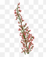 Flower Pink Plant - Free image on Pixabay Floral Cc0 png