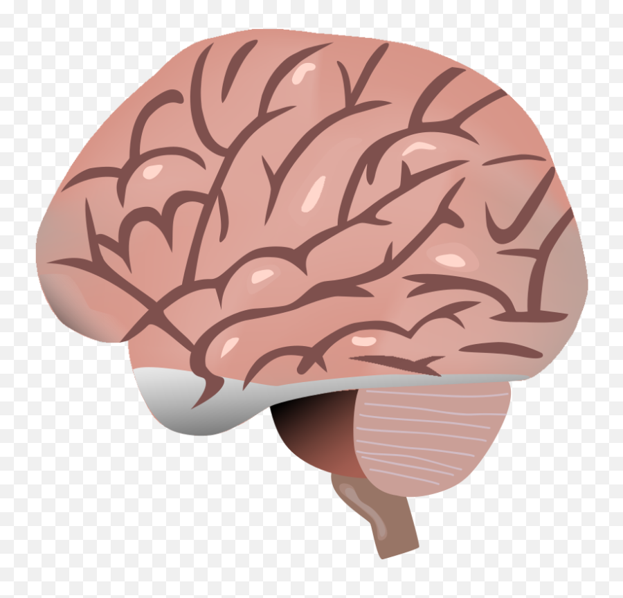 File201704 Brainsvg - Wikimedia Commons Png,Cartoon Brain Png