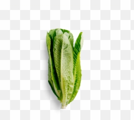 Weinkeller - Caesar Salad Romaine Lettuce Transparent Fresh png