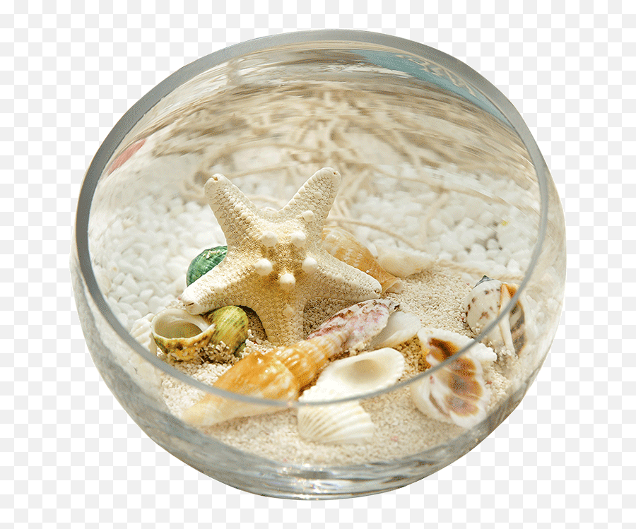 Murals Conch Shell Jewelry Craft Bread Box Aquarium Png Starfish Transparent Background