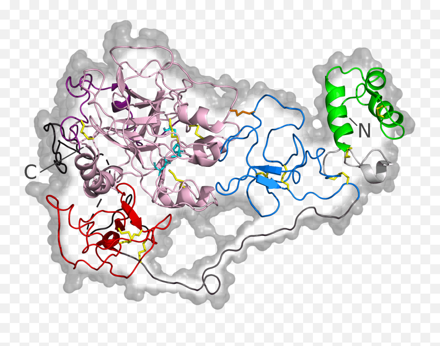 Human Prothrombin Mutant 6c2w - Prothrombin Structure Png,Closed Png