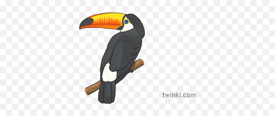 Toucan 1 Illustration - Twinkl Twinkl Toucan Png,Toucan Png