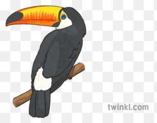 Toucan 1 Illustration - Twinkl Twinkl Toucan Png,Toucan Png
