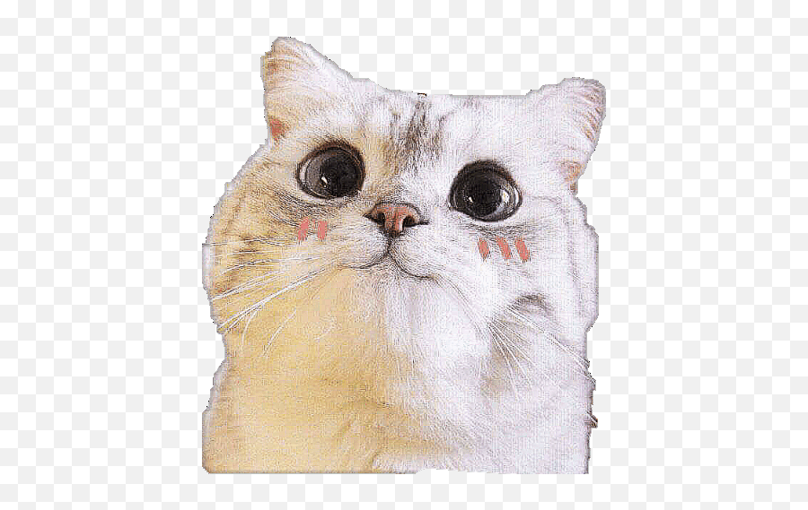 The Most Edited Distort Picsart - Cute Cat Smiling Meme Png,Cat Gif Transparent