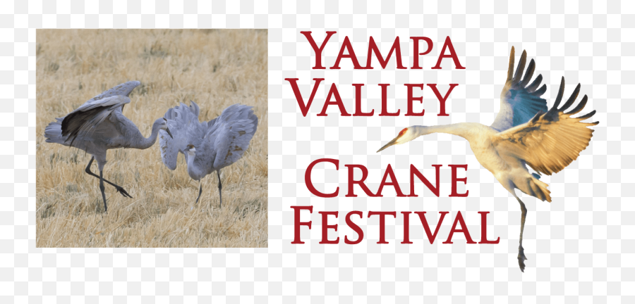Yampa Valley Crane Festival - Sandhill Crane Png,Crane Bird Png
