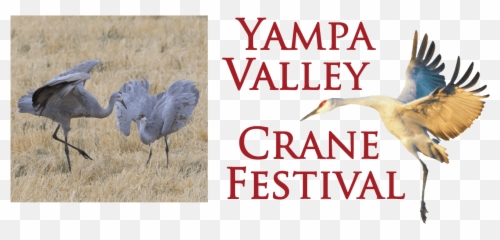 Yampa Valley Crane Festival - Sandhill Crane Png,Crane Bird Png