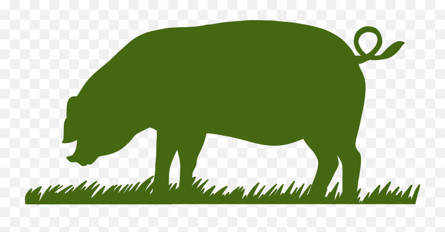 Whole Pastured Hog Hanging Click Here For More Details - Domestic Pig Png,Icon For Here