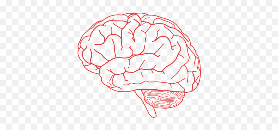 Download Brain Human Anatomy Body - Brain Brain Png Transparent Background,Human Brain Png