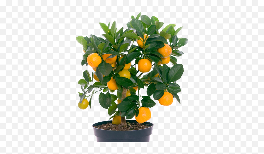 285 Png Orange Tree
